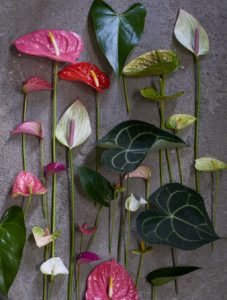 Woonplant van de maand december Anthurium | Indoor planten | Huiskamerplant | Woonplant | winterharde plant | Artstone | Artstone planter | Tuinieren | planten | planttips | Easy gardening | tuinblog | plantinfo
